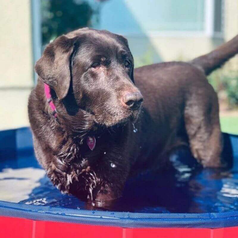 Portable Pool - Foldable Pet Bathing Pool